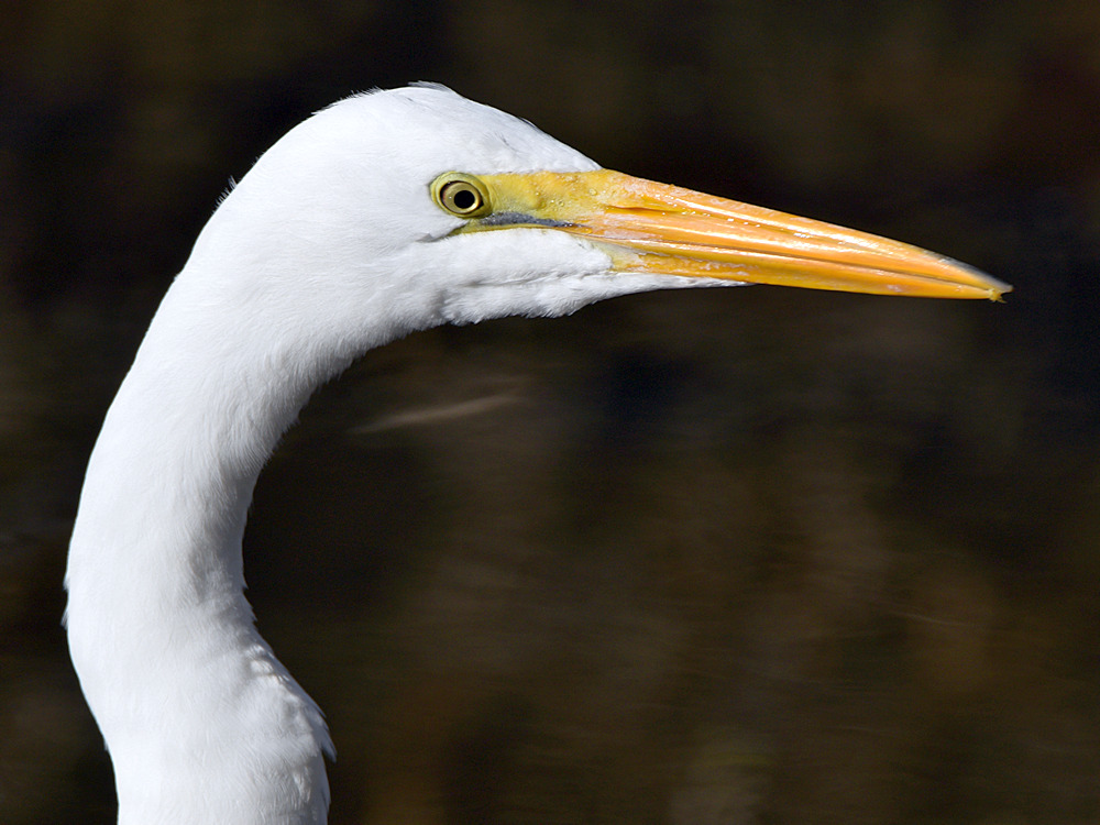 Egret2.jpg