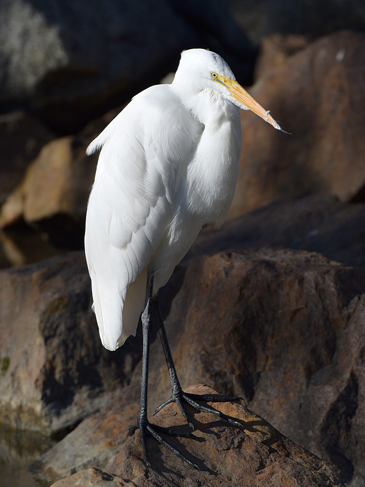 Egret2.jpg