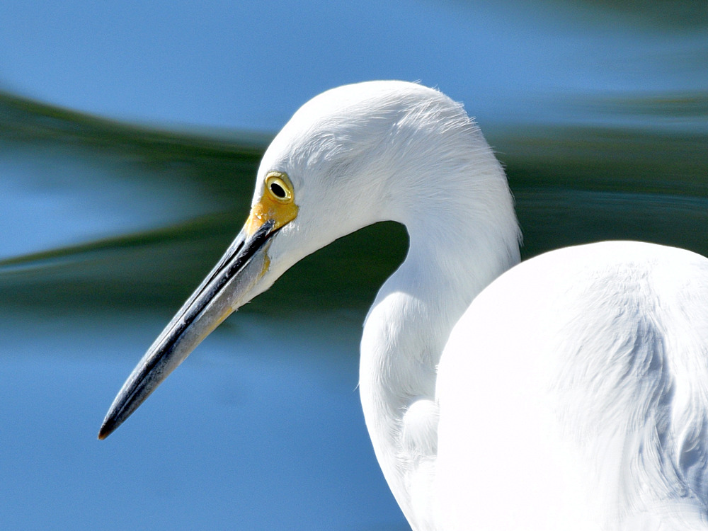 Egret2.jpg