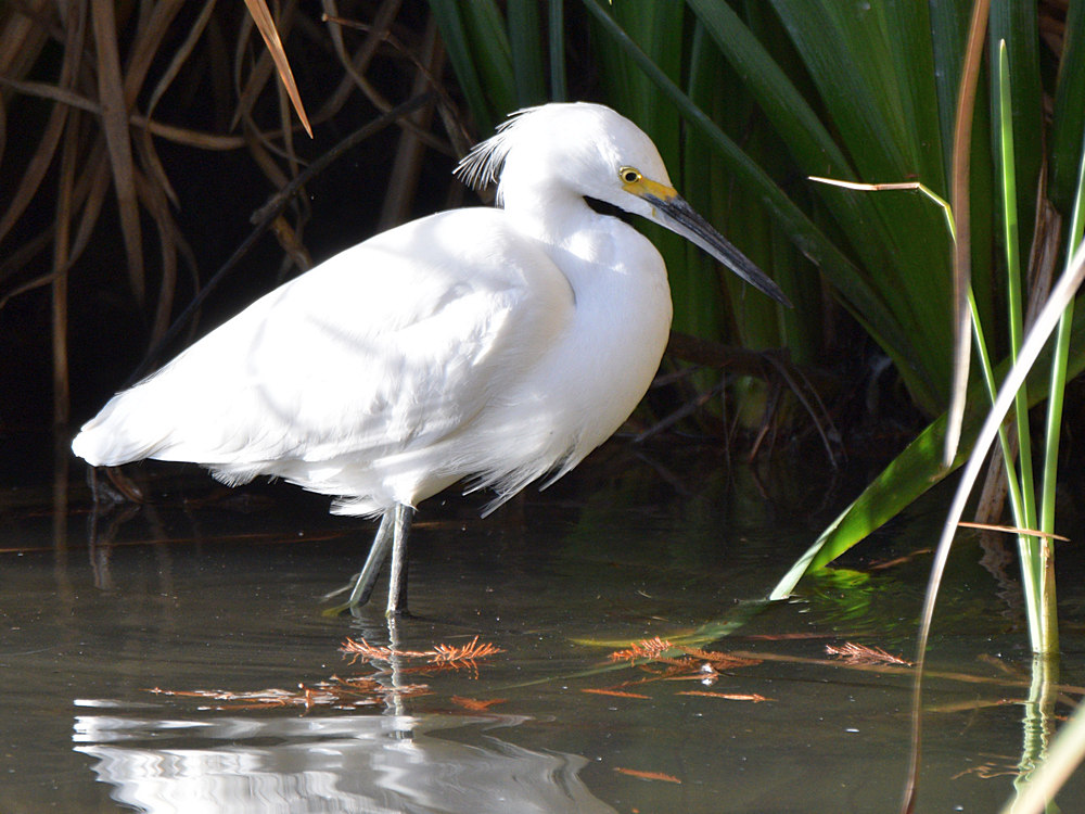 Egret2.jpg