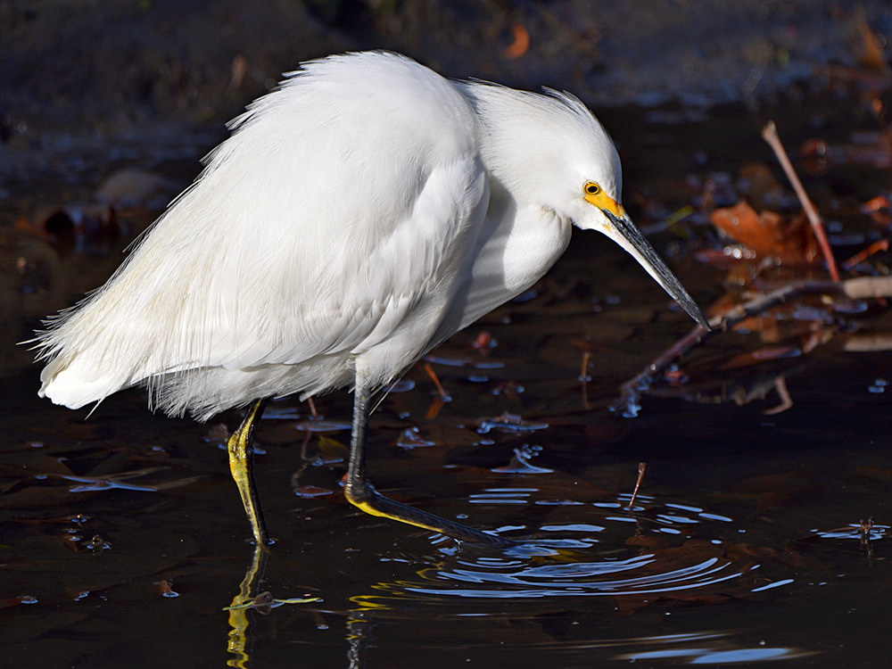 Egret2.jpg