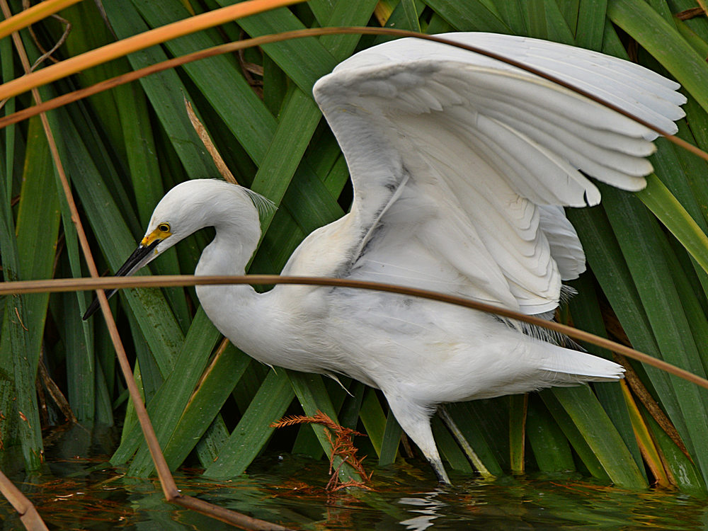 Egret2.jpg