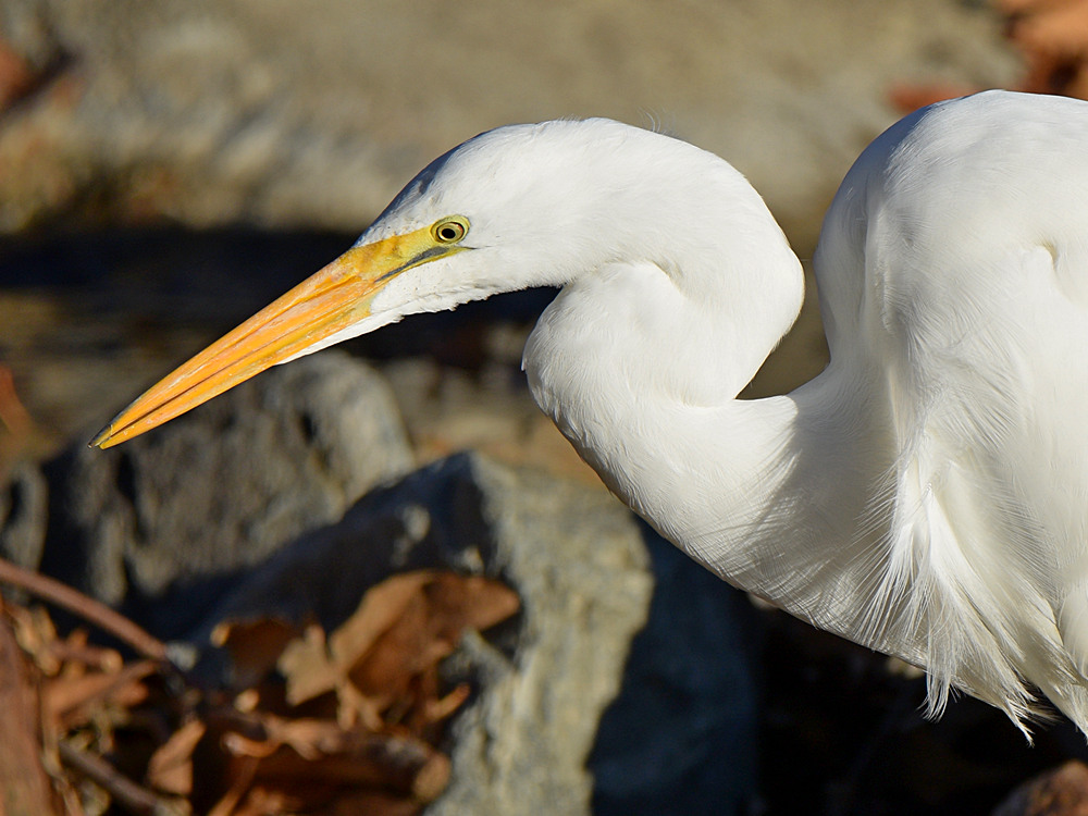 Egret2.jpg