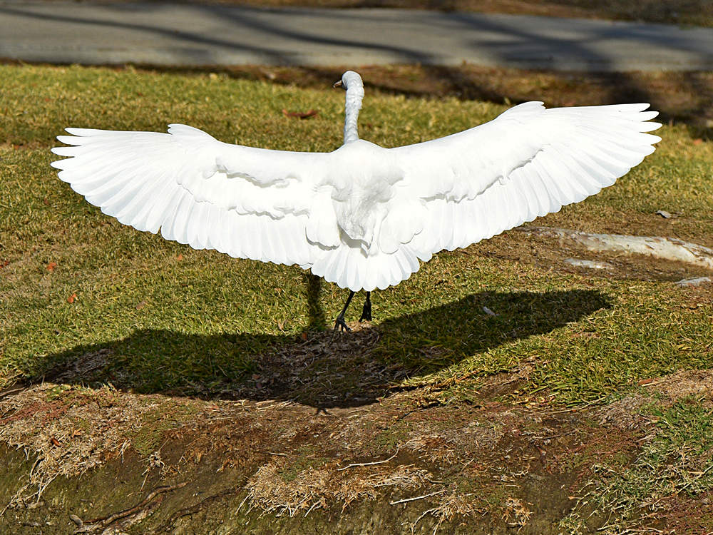 Egret2.jpg
