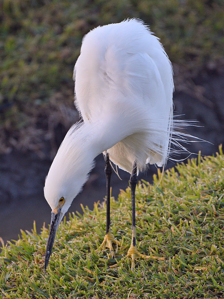 Egret2.jpg