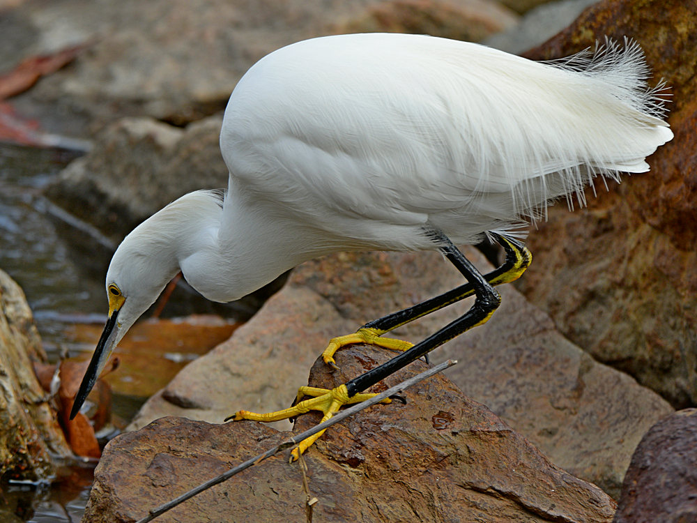 Egret2.jpg