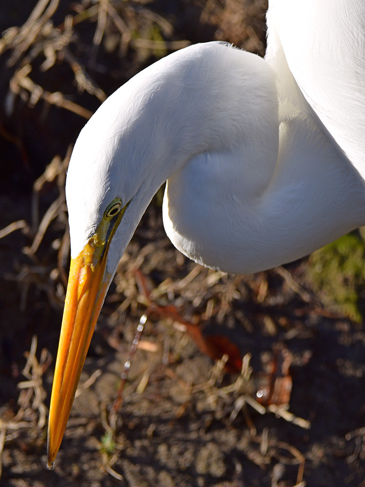 Egret2.jpg
