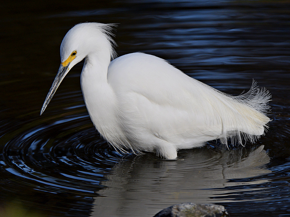 Egret2.jpg
