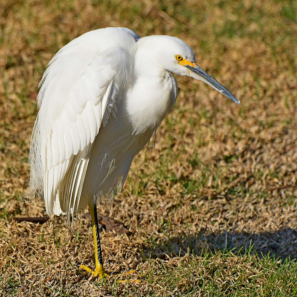 Egret2.jpg
