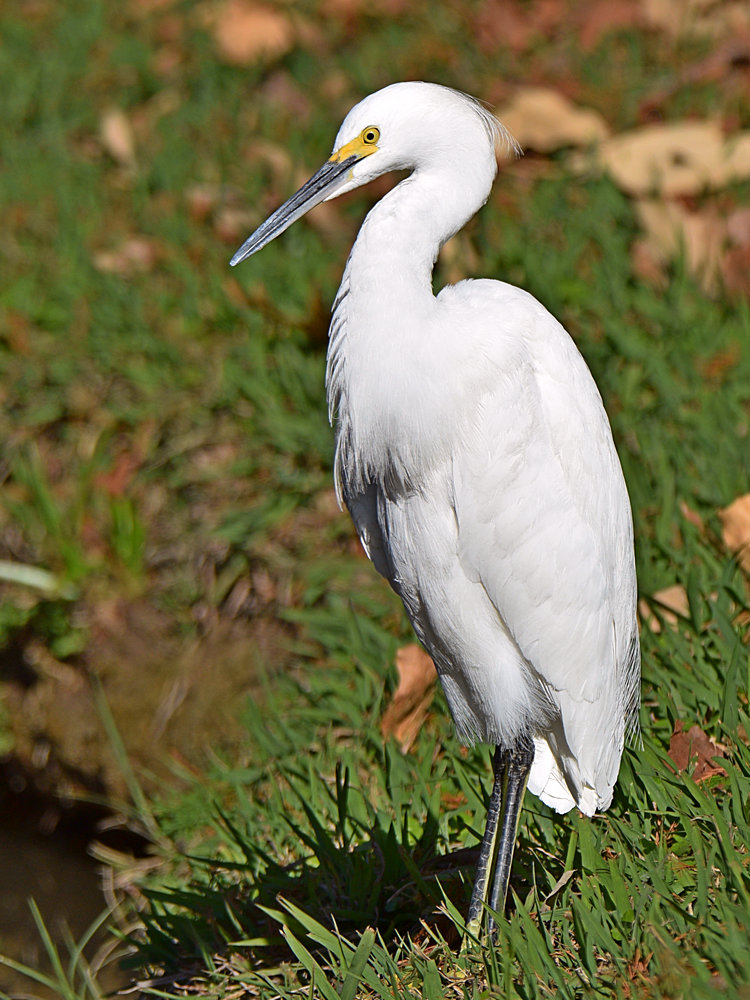 Egret2.jpg