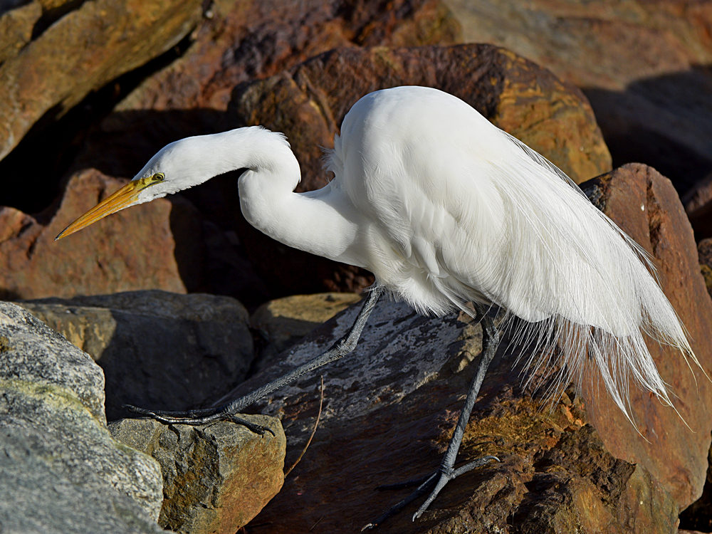 Egret2.jpg