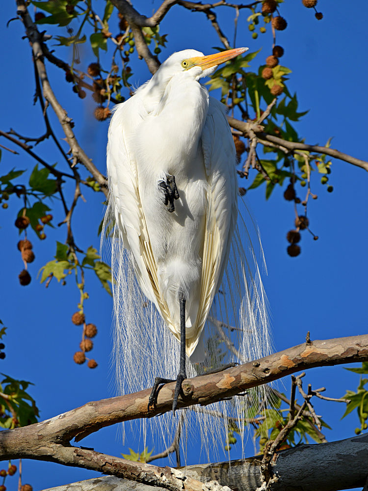 Egret2.jpg