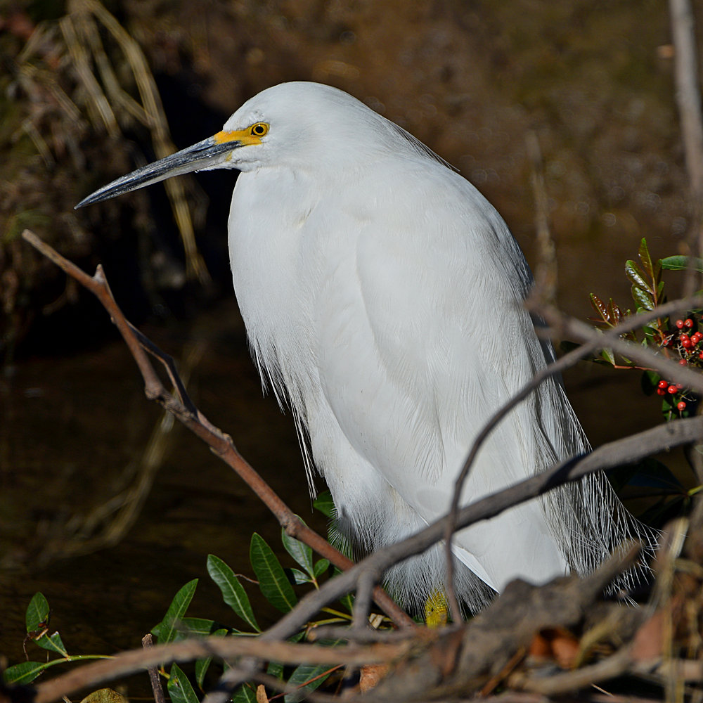 Egret2.jpg