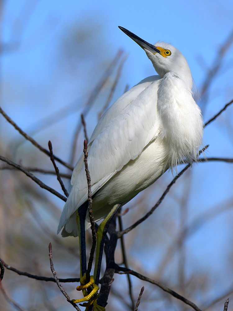 Egret2.jpg