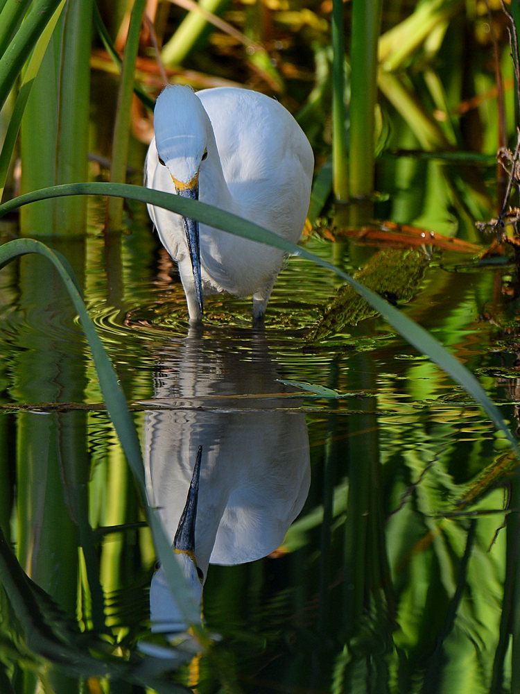 Egret2.jpg