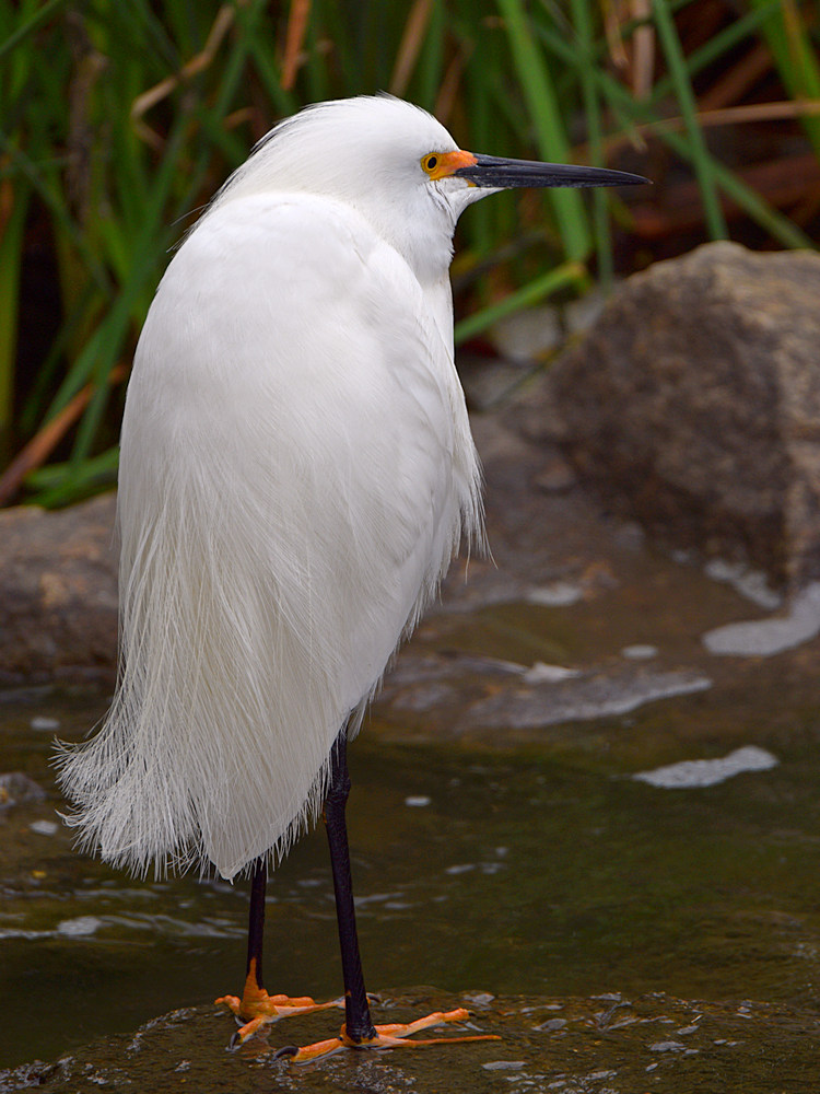 Egret2.jpg