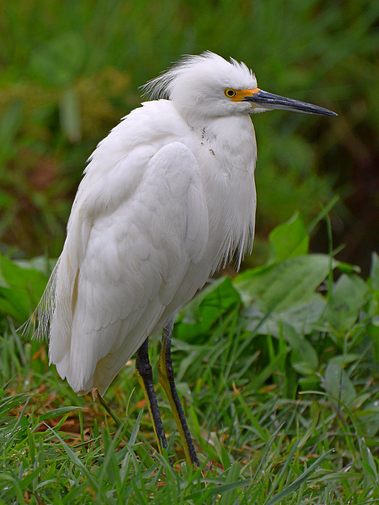 Egret2.jpg