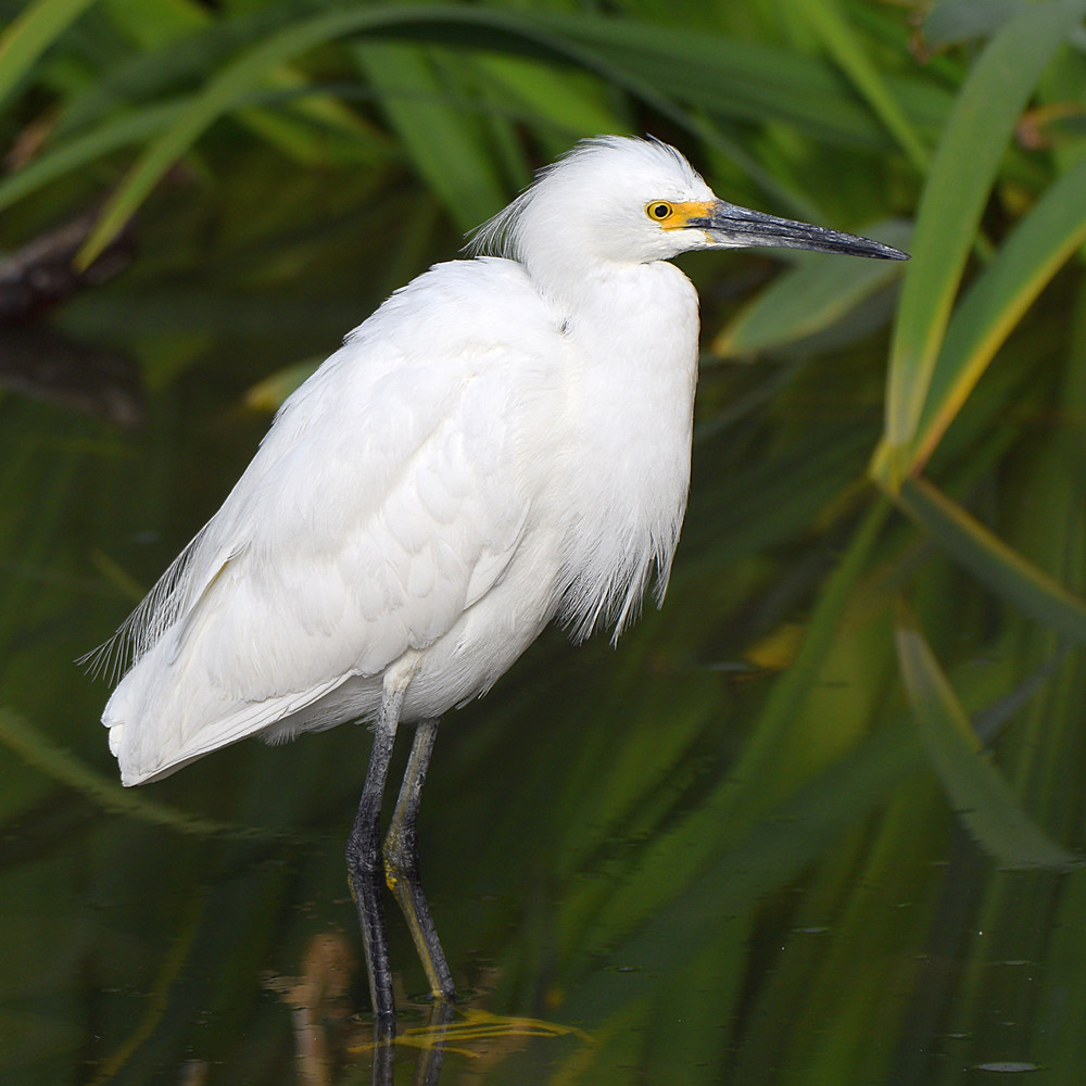 Egret2.jpg