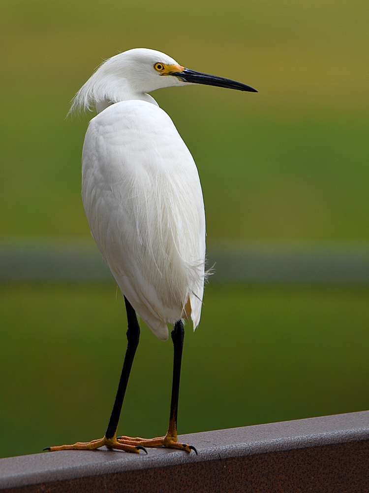 Egret2.jpg