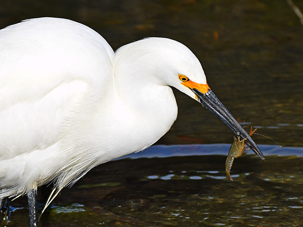 Egret2.jpg