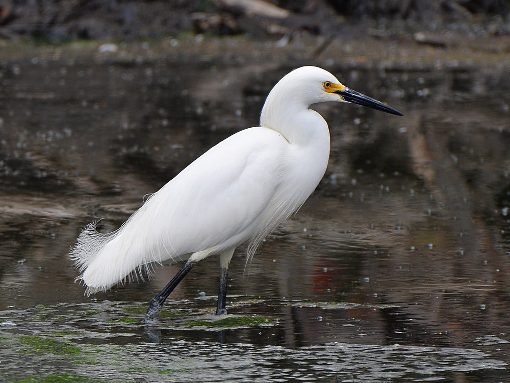 Egret2.jpg