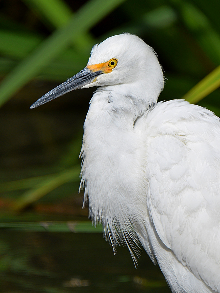 Egret2.jpg