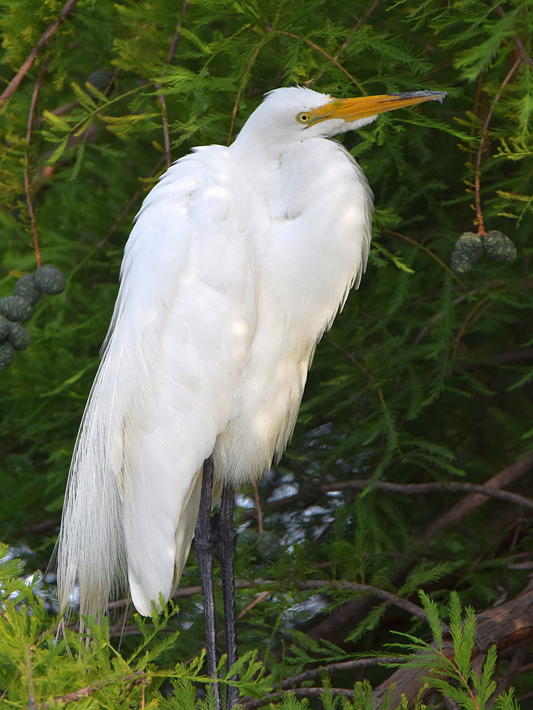 Egret2.jpg