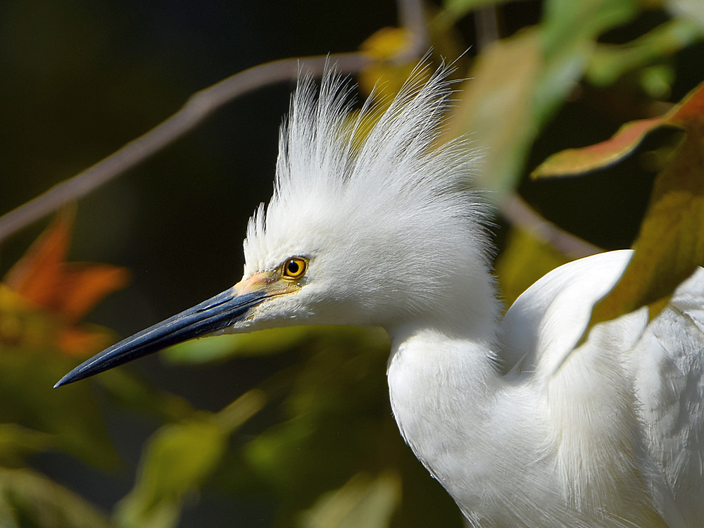 Egret2.jpg
