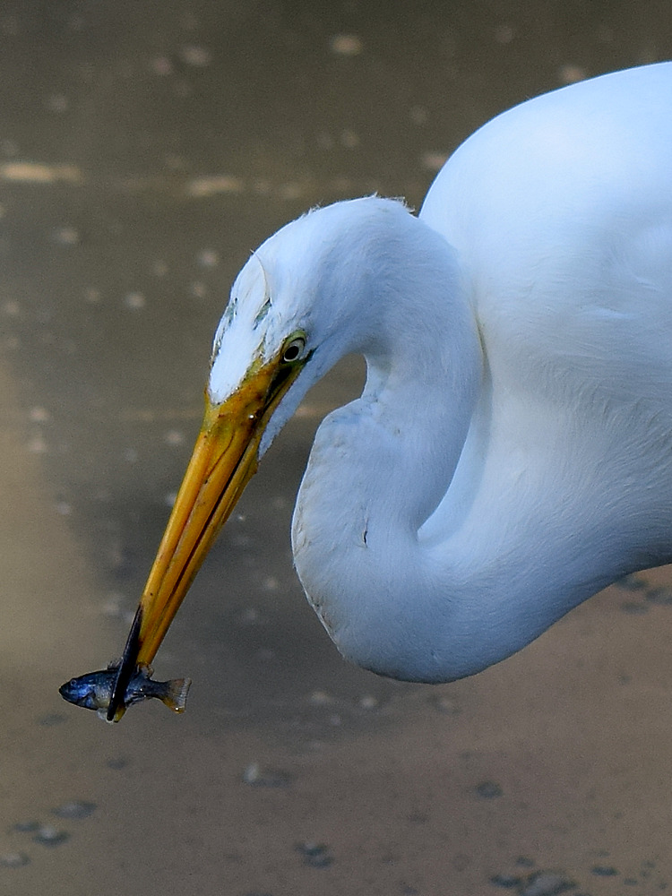 Egret2.jpg