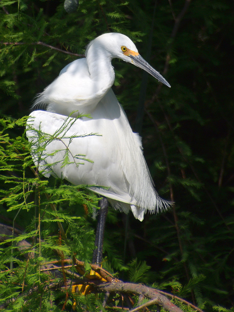 Egret2.jpg