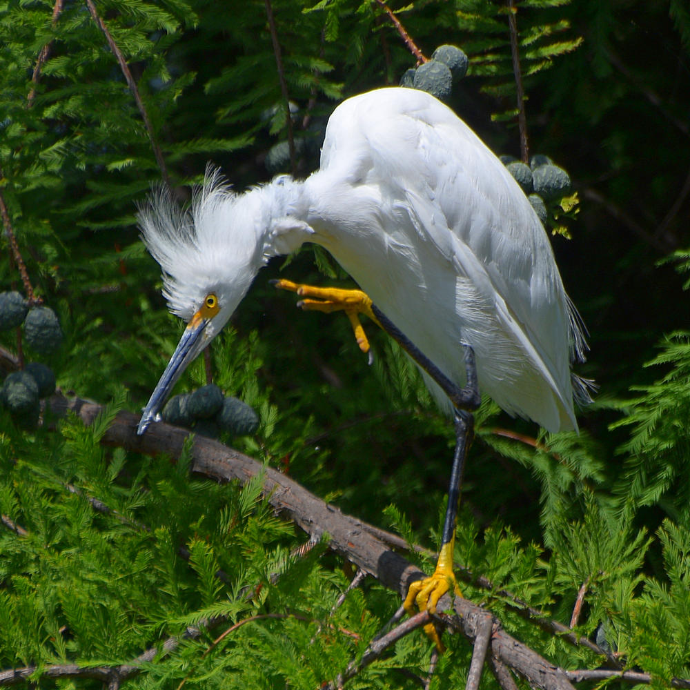 Egret2.jpg