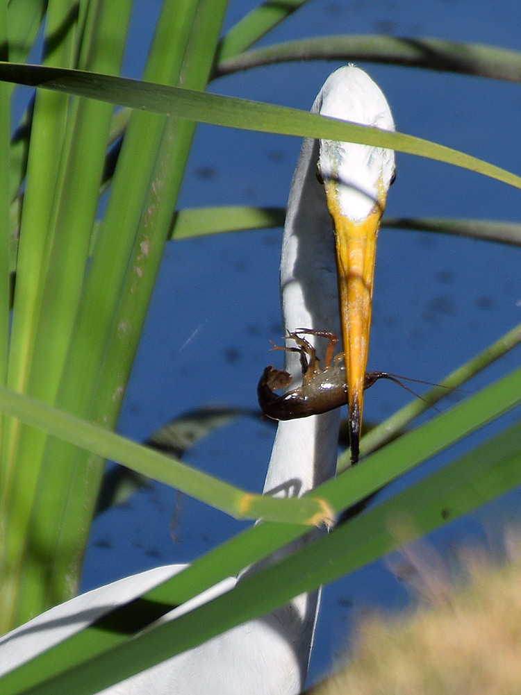 Egret2.jpg