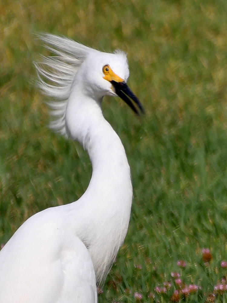 Egret2.jpg
