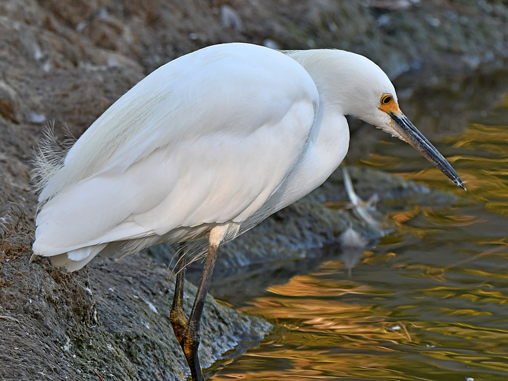 Egret2.jpg