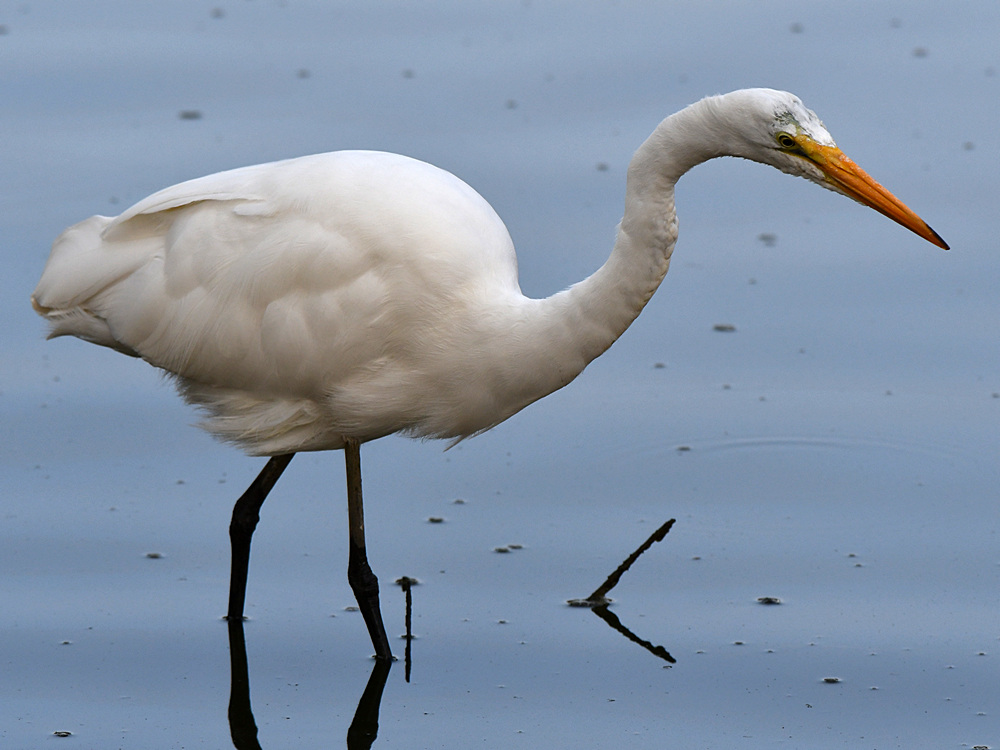 Egret2.jpg