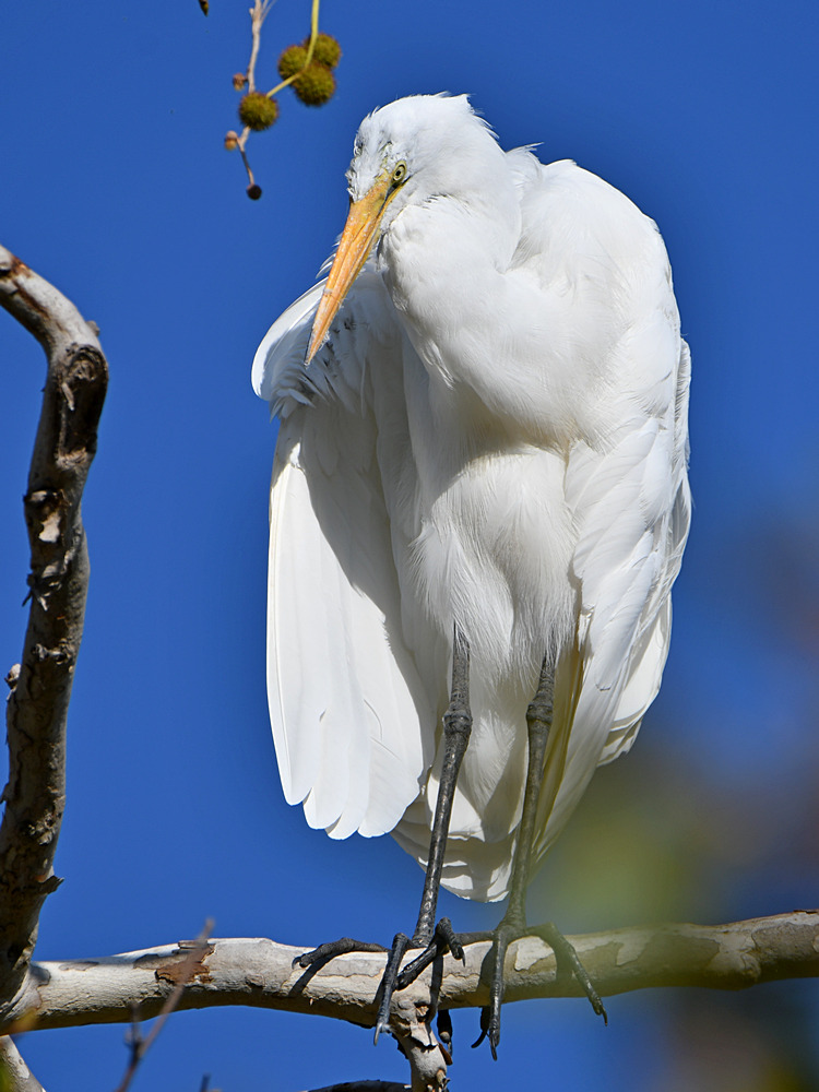 Egret2.jpg