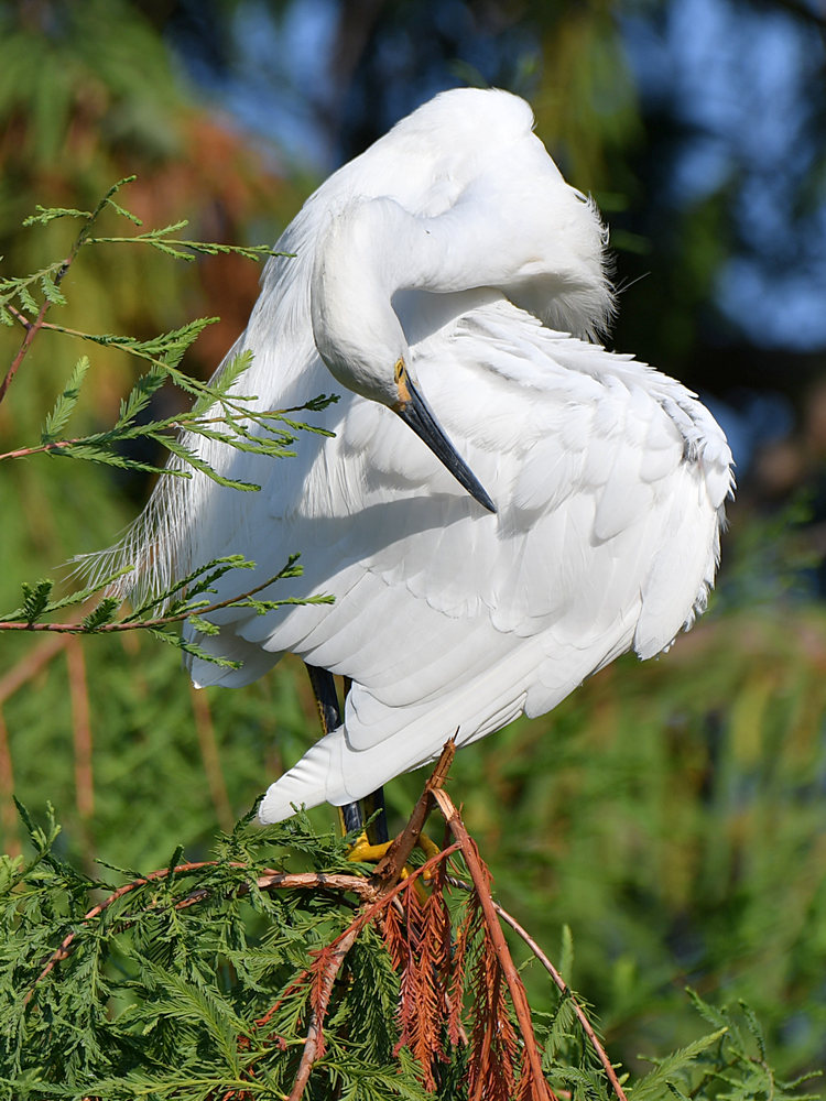 Egret2.jpg