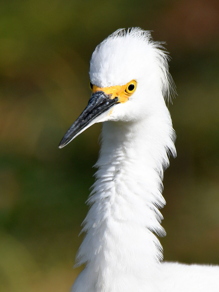 Egret2.jpg