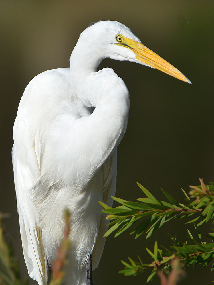 Egret2.jpg