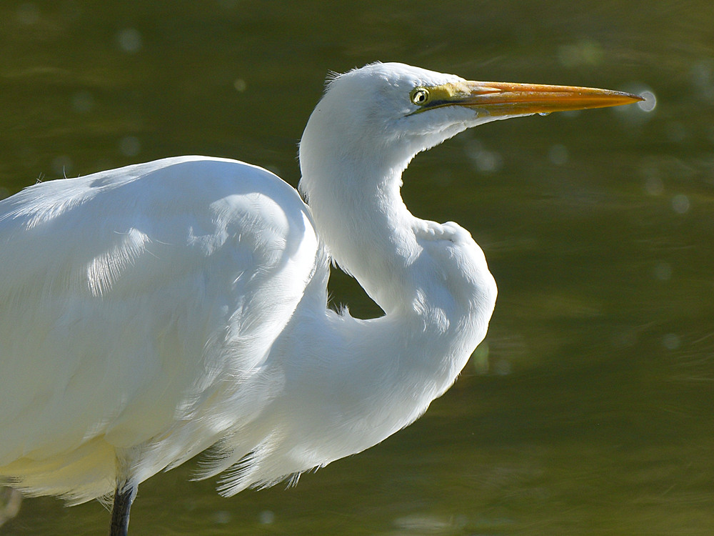 Egret2.jpg