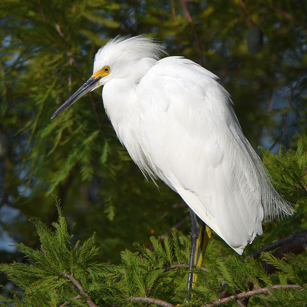 Egret2.jpg