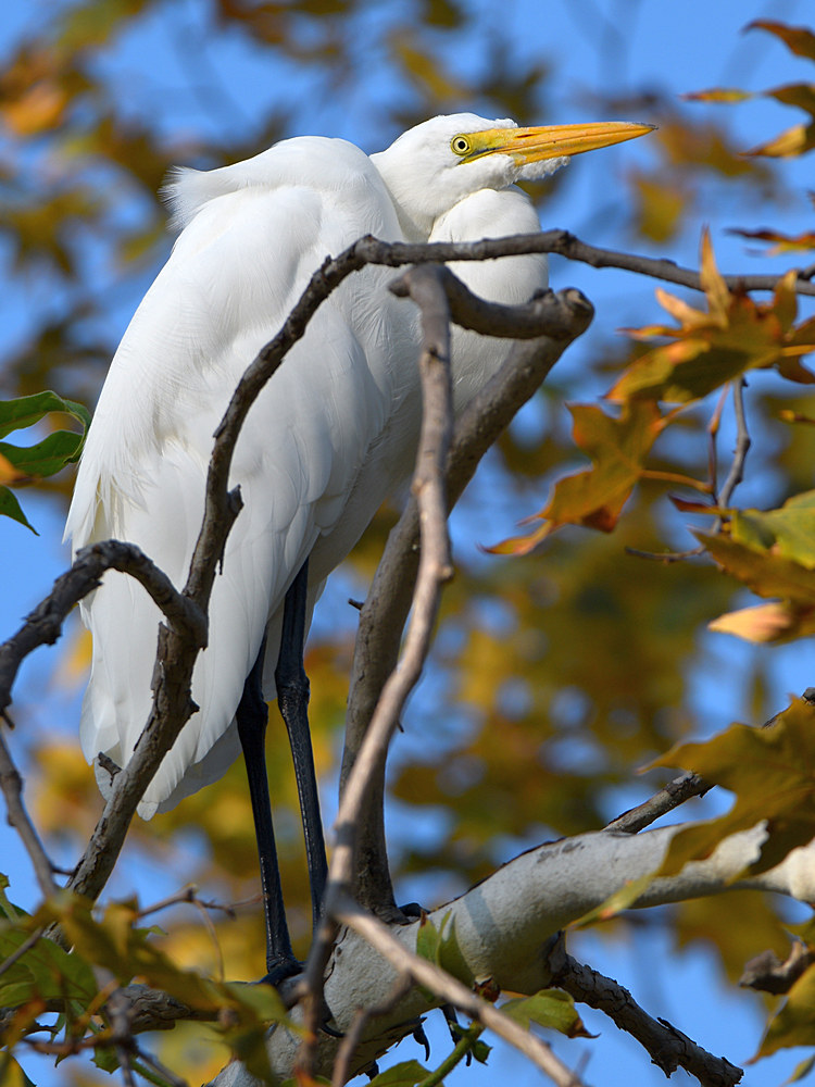 Egret2.jpg