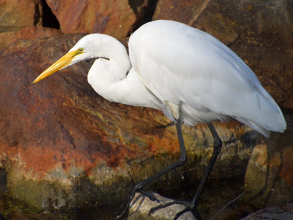 Egret2.jpg