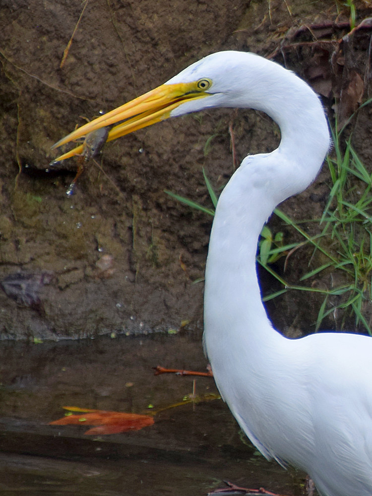 Egret2.jpg
