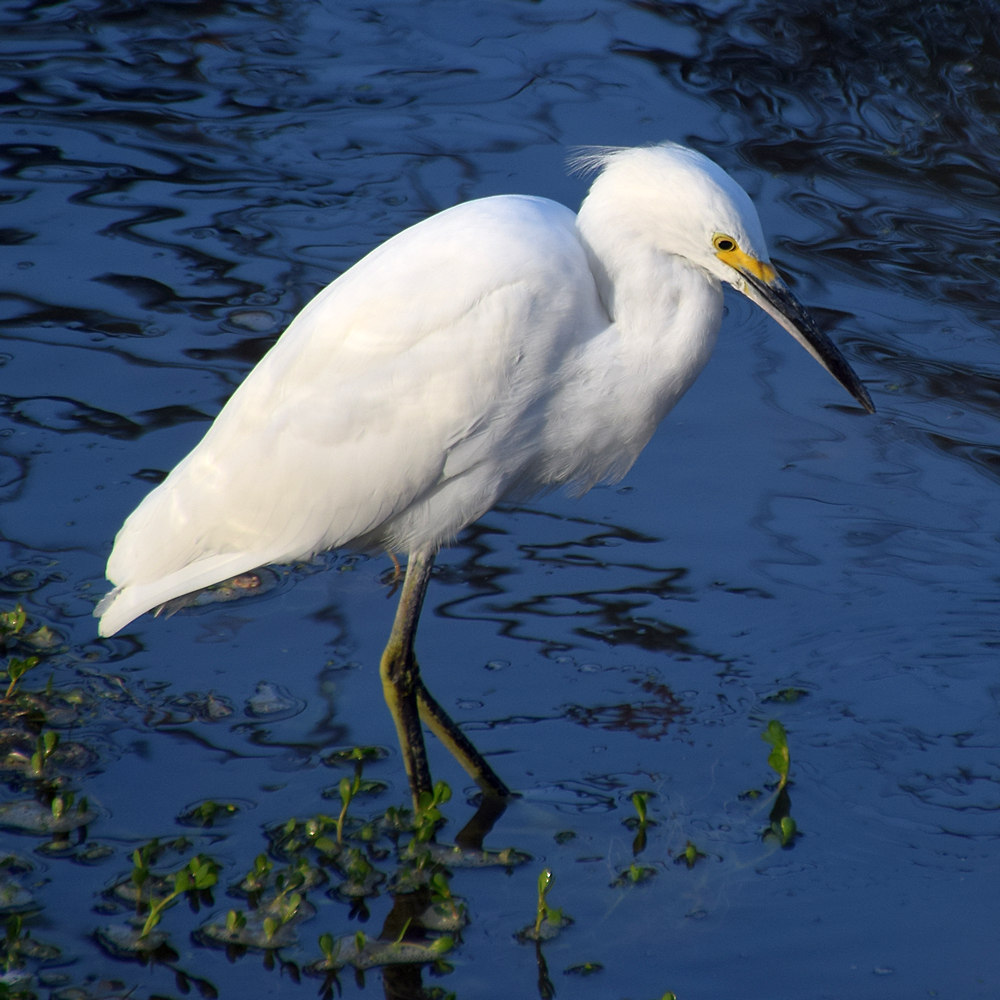 Egret2.jpg