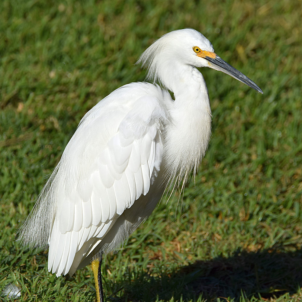 Egret2.jpg