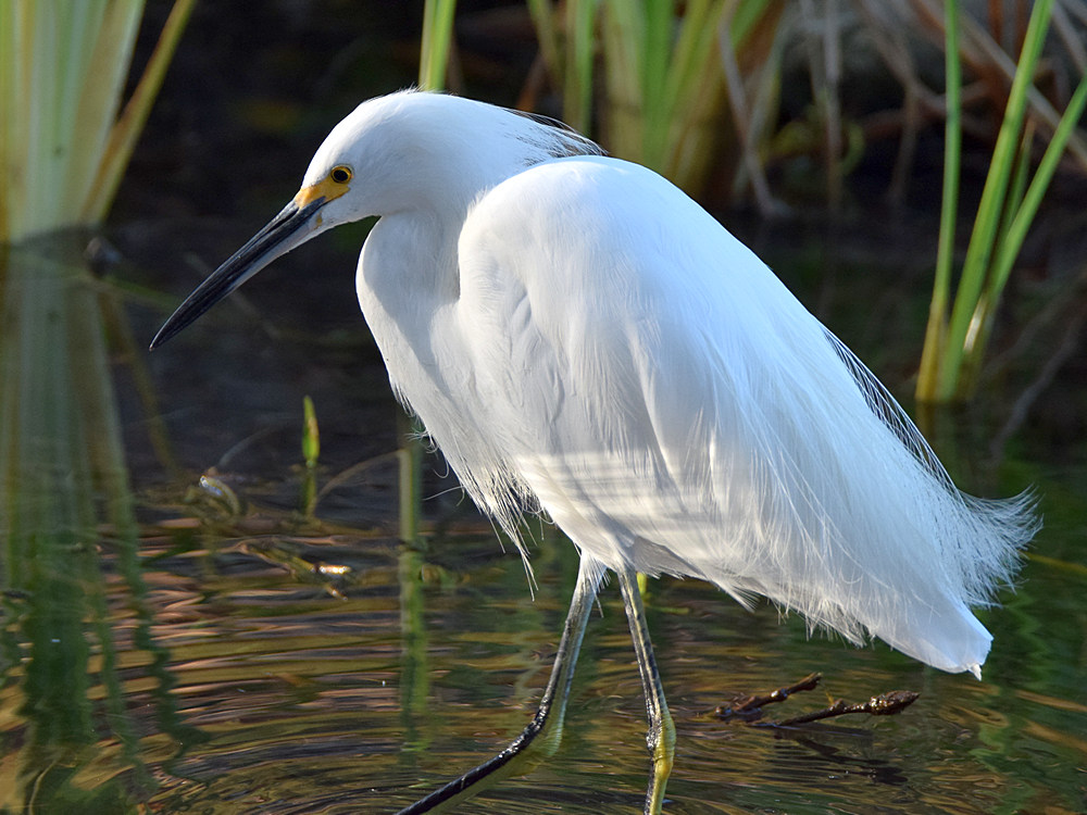 Egret2.jpg