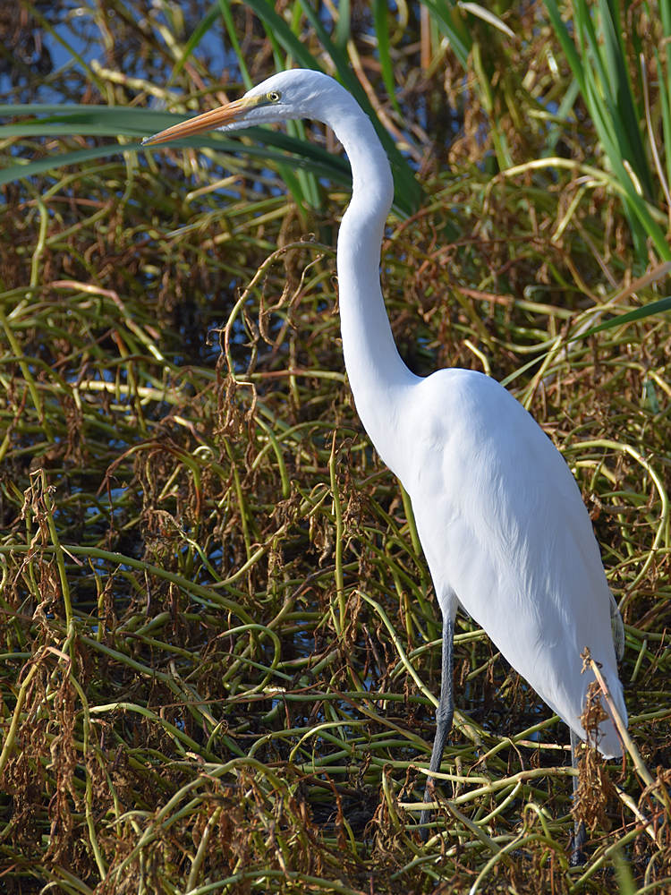 Egret2.jpg