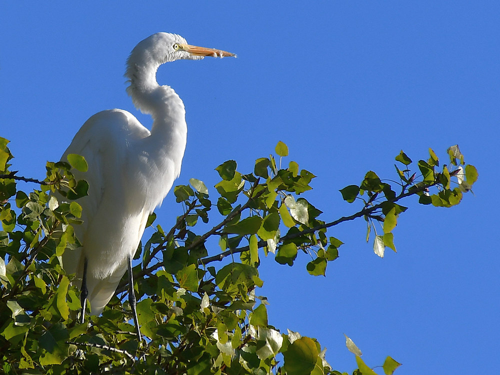 Egret2.jpg