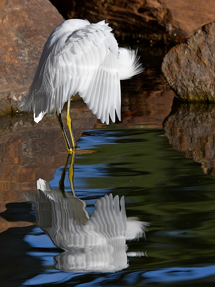 Egret2.jpg